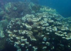 Fotografía de arrecifes coralinos han presentado blanqueamiento en la costa de Colombia.