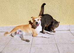 Se advierten sanciones por la mala tenencia de animales en Quito: hay multas de hasta $ 4.500