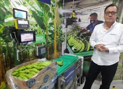 Agrosoft ofrece el servicio Banana Cloud, ERP empresarial para las operaciones del negocio agrícola y softwares especializados para la producción y exportación de banano.