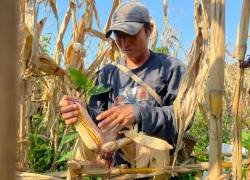 El maíz amarillo duro de las provincias de Orellana y Sucumbíos cumple con las condiciones de 13% de humedad y 1% de impurezas.