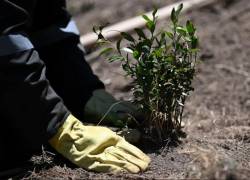 Ponen a sembrar árboles a criminales de guerra en Colombia: esto se sabe sobre la pena inédita