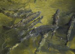 Sequía y cambio climático amenaza población de salmón en California