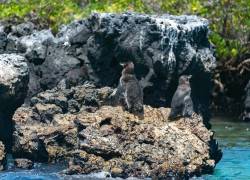 Fotografía de pingüinos en Puerto Villamil, de las Islas Galápagos, territorio que presenta el mayor número de especies activadoras entre todas las áreas clave para la biodiversidad.