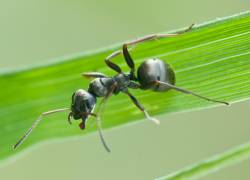 En el experimento se recurrió a la hormiga Formica fusca.