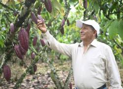 En la actualidad, Yara ayuda a 5.000 productores cacaoteros en el Ecuador.