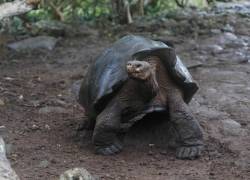 Una nueva especie de tortuga gigante fue descubierta en las islas Galápagos.