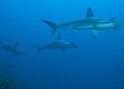Tiburones martillo en Galápagos.