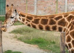 Las causas de la muerte de esta jirafa no han sido aclaradas.