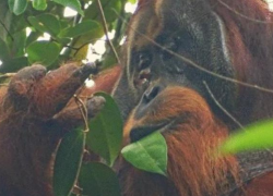 Fotografía de Rakus, el orangután protagonista del primer caso documentado de tratamiento de una lesión por un animal salvaje con una especie de planta que contiene sustancias biológicas activas.