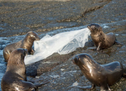 Fotografía de lobos marinos que están siendo afectados por basura plástica en sus hábitats naturales.
