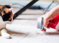 ¿Cómo evitar y eliminar malos olores de nuestras mascotas en casa?