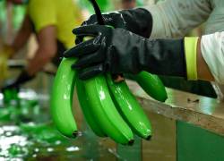 Ecuador y Rusia anuncian tres acuerdos sobre exportación de banano, tras descartarse envío de material bélico ruso