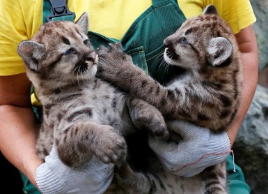 Pumas norteamericano nacen en un zoológico de Rusia