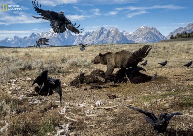Las mejores fotos de animales del 2016, según National Geographic