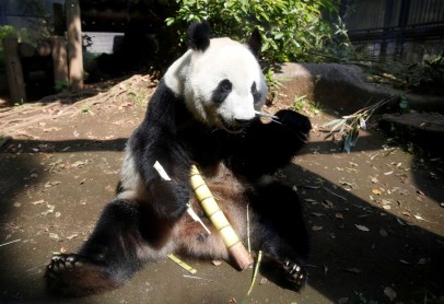 Después de 5 años nace la primera cría panda gigante en Tokio