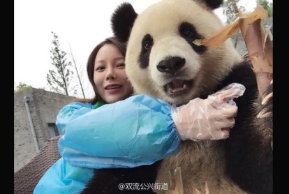 Pídele una &quot;selfie&quot; al Panda de Dujiangyan