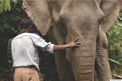 Elefantes en la India: criaturas espirituales y esclavizadas