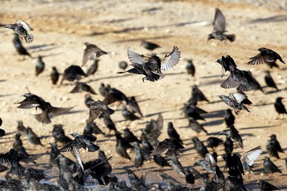 Aves migratorias se ven en el cielo de Beit Kama