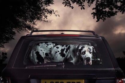 El silencio de los perros en los autos, por Martin Usborne