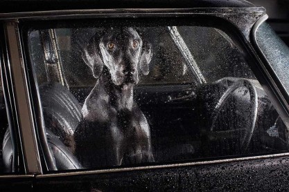 El silencio de los perros en los autos, por Martin Usborne