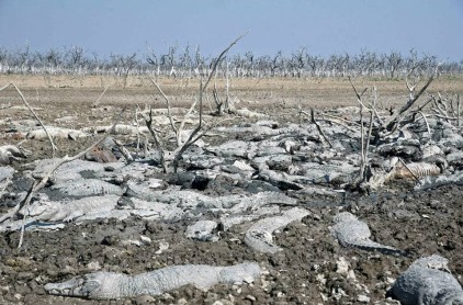 Cientos de cocodrilos mueren debido a una sequía