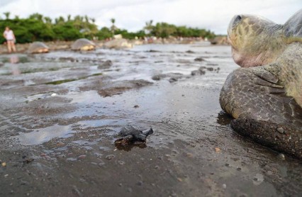 Observación de Tortugas en Costa Rica