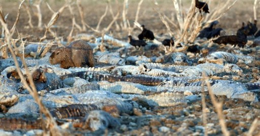 Cientos de cocodrilos mueren debido a una sequía