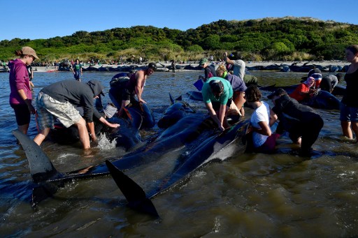 Encallan unas 200 ballenas más en Nueva Zelanda pese a esfuerzos