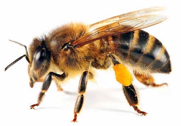 Joven investigador entrena abejas para detectar enfermedades de los cereales
