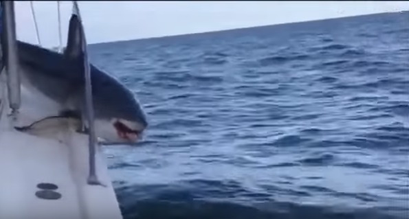 Un tiburón furioso queda atrapado en la cubierta de un barco