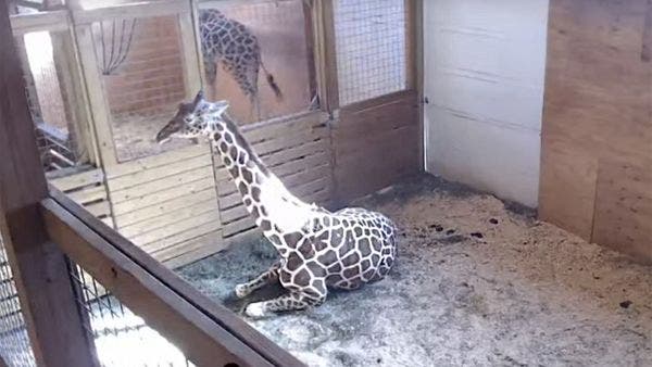 El embarazo de la jirafa April desata la locura en las redes
