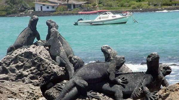 Galápagos: en la isla de Santa Cruz se habría utilizado pirotecnia por festividades de Fin de Año Galápagos: en la isla de Santa Cruz se habría utilizado pirotecnia por festividades de Fin de Año