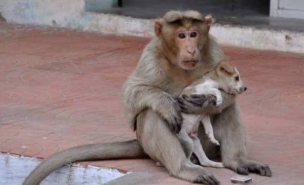 La paternal historia entre un mono y un perro