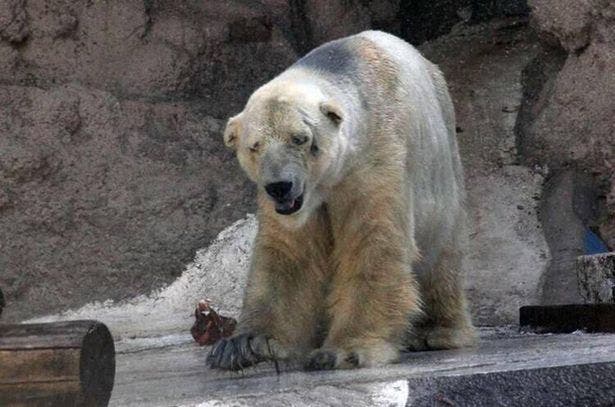 Tristeza y controversia por muerte del oso polar &quot;Arturo&quot; en Argentina