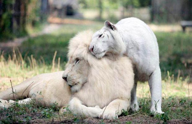 ¿Cómo son los cachorros de un león blanco y una tigresa albina?