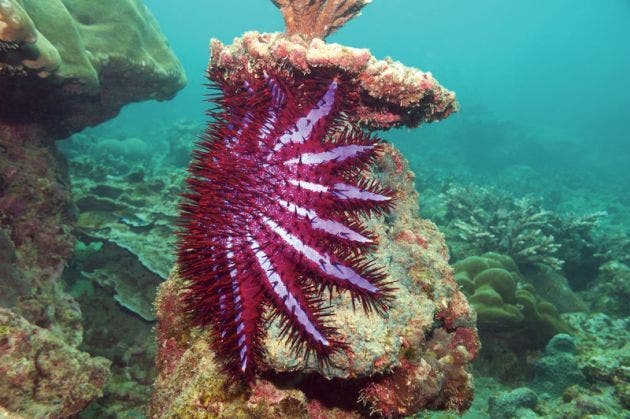 Corona de espinas, la estrella de mar depredadora de corales