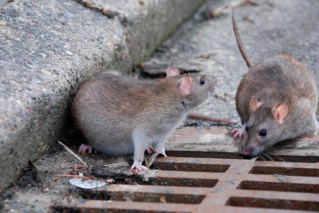 París, sorprendida por invasión de ratas