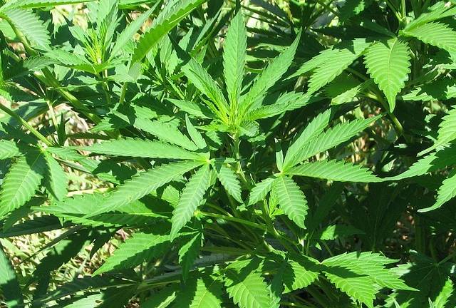 Avanza en Argentina aprobación de uso de cannabis con fin medicinal