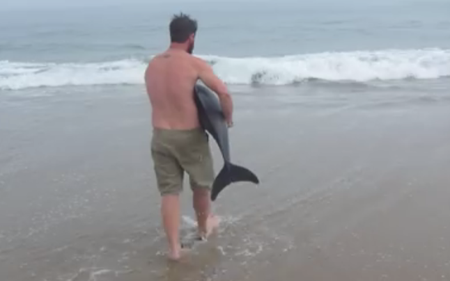 Ayudaron a este delfín a volver al mar justo a tiempo
