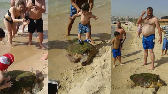 Pisan y apalean a una tortuga para tomarse selfies
