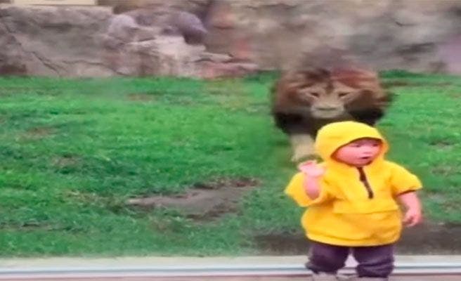 El impactante ataque de un león a un niño en un zoo