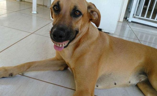 La sonrisa postiza de un perro que se hace viral en Internet