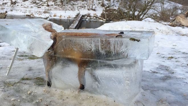 La impresionante imagen de un zorro congelado en Europa