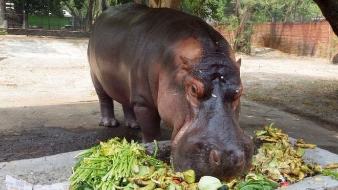 Indignación por muerte violenta de hipopótamo en zoológico de El Salvador