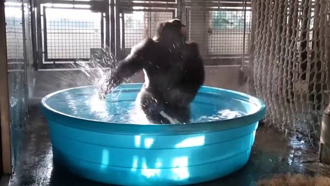 El impresionante y pegajoso baile de un gorila se vuelve viral