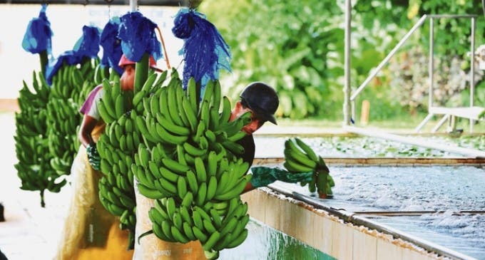 Gremio de bananeros busca recuperar el mercado europeo