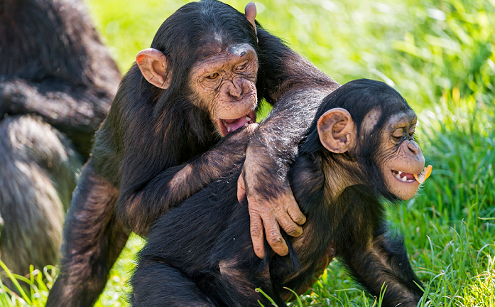 Los chimpancés, como los humanos, hacen las cosas como su madre les enseña