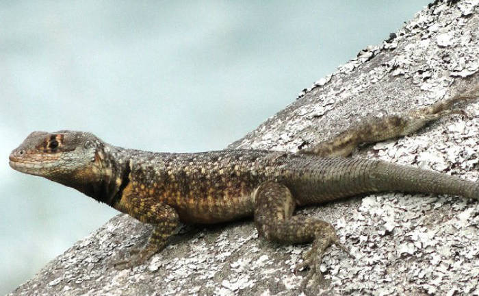 Descubren nueva especie de lagarto en Brasil y ya es considerada en peligro de extinción