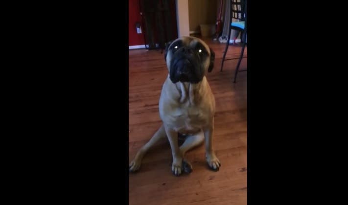 Video muestra cómo un perro &#039;soplón&#039; delata a su amigo