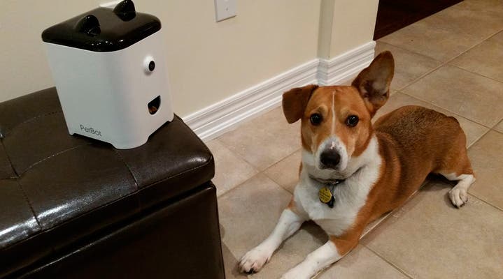 PetBot el gadget para mantenernos en contacto con nuestras mascotas